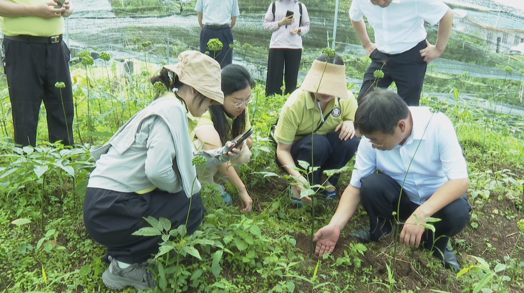 三下乡赋能土家药 师生团队精准“开方”助产业